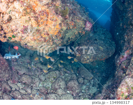 イシガキフグ、ミナミハタンポ、ナミマツカサ他群れ。ヒリゾ浜南伊豆町中木 静岡県伊豆半島-2025 134998317