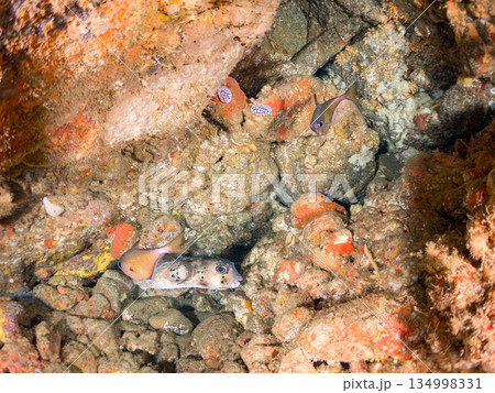 イシガキフグ、ミナミハタンポ、ナミマツカサ他群れ。ヒリゾ浜南伊豆町中木 静岡県伊豆半島-2025 134998331