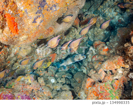 イシガキフグ、ミナミハタンポ、ナミマツカサ他群れ。ヒリゾ浜南伊豆町中木 静岡県伊豆半島-2025 134998335