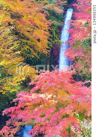 【 埼玉県 】 紅葉　秩父華厳の滝 134998355