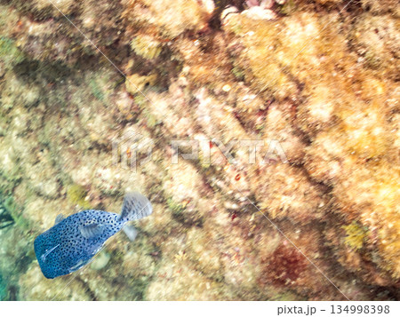 コバンザメをつけたネズミフグヒリゾ浜南伊豆町中木 静岡県伊豆半島-2025 日本有数のシュノーケリン コバンザメをつけたネズミフグヒリゾ浜南伊豆町中木 静岡県伊豆半島-2025 日本有数のシュノーケリン 134998398