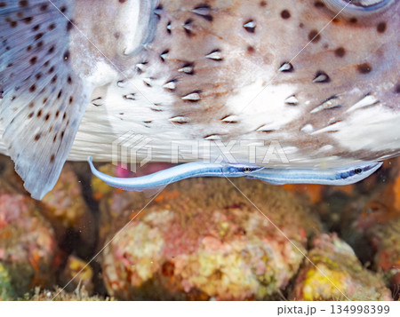 コバンザメをつけたネズミフグヒリゾ浜南伊豆町中木 静岡県伊豆半島-2025 日本有数のシュノーケリン 134998399