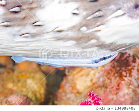 コバンザメをつけたネズミフグヒリゾ浜南伊豆町中木 静岡県伊豆半島-2025 日本有数のシュノーケリン コバンザメをつけたネズミフグヒリゾ浜南伊豆町中木 静岡県伊豆半島-2025 日本有数のシュノーケリン 134998408