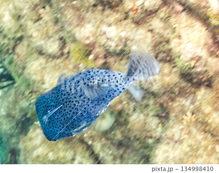 コバンザメをつけたネズミフグヒリゾ浜南伊豆町中木 静岡県伊豆半島-2025 日本有数のシュノーケリン コバンザメをつけたネズミフグヒリゾ浜南伊豆町中木 静岡県伊豆半島-2025 日本有数のシュノーケリン 134998410