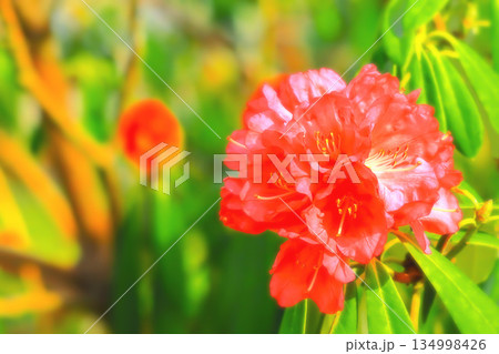 日差しを受けてキラキラ輝くシャクナゲの花 134998426