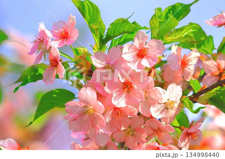 爽やかな青空と満開の花海棠 134998440