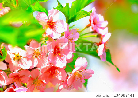 美しい薄紅色の花海棠 134998441