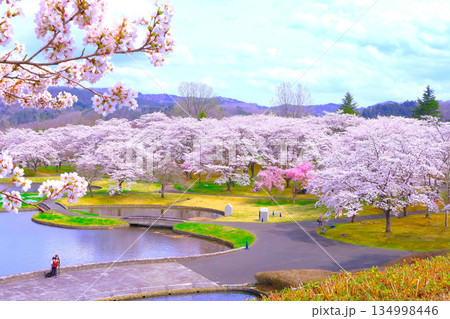 爽やかな青空と満開の桜林 爽やかな青空と満開の桜林 134998446