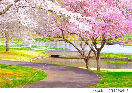 水辺を彩る満開の桜 水辺を彩る満開の桜 134998448