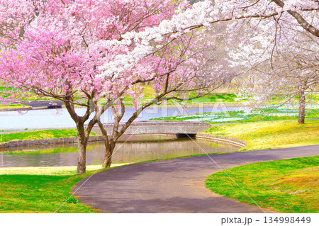 水辺を彩る満開の桜 134998449