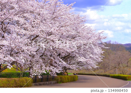 爽やかな青空と満開の桜 134998450