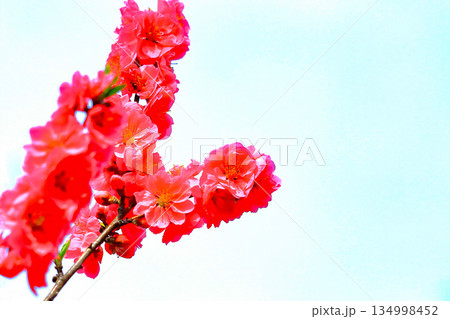爽やかな青空と満開の桃の花 爽やかな青空と満開の桃の花 134998452