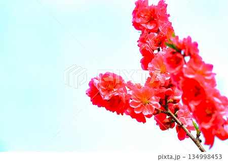 爽やかな青空と満開の桃の花 134998453
