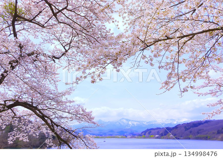満開の湖畔の桜と残雪の蔵王連峰 134998476