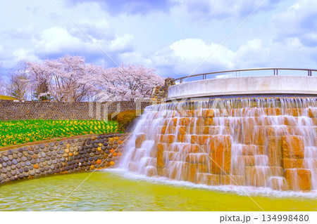 しぶきをあげる滝の水と満開の染井吉野 134998480