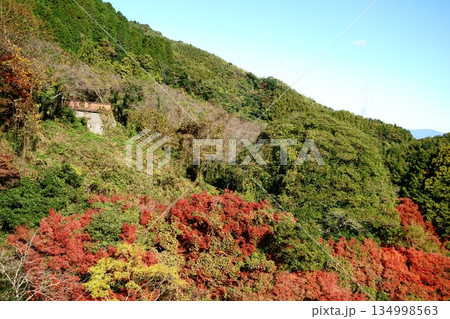 紅葉と河内桜展望台 134998563