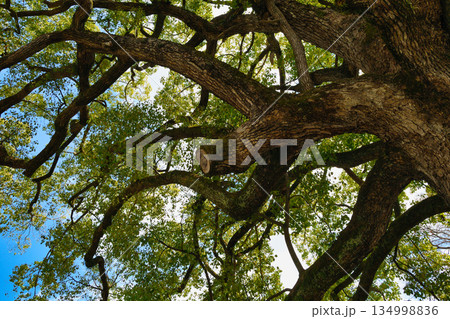 京都　平野神社　御神木の樟（クスノキ）（京都府京都市北区） 134998836