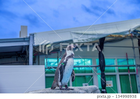 青空バックにお立ち台でポーズするフンボルトペンギン 134998938