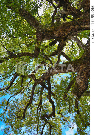 京都 平野神社 御神木の樟(クスノキ)(京都府京都市北区) 京都 平野神社 御神木の樟(クスノキ)(京都府京都市北区) 134999060