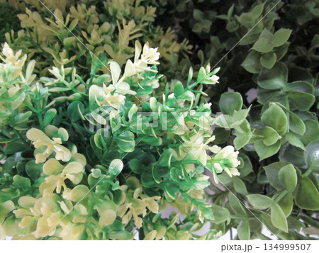 観葉植物の造花 134999507