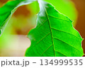 コナラの葉 134999535