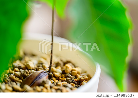 コナラの葉 134999537