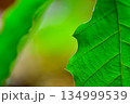 コナラの葉 134999539
