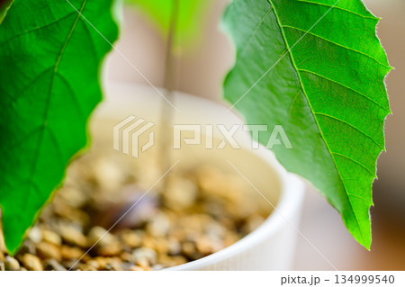 コナラの葉 134999540