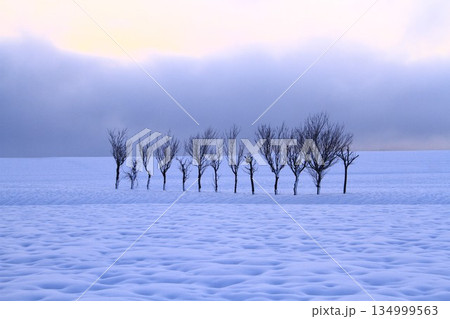 雪原のハサ木冬景色 雪原のハサ木冬景色 134999563