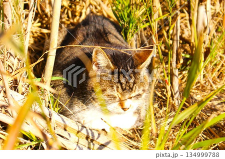 冬の陽だまりで目を閉じて休む野良猫のクローズアップ 134999788