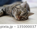 床暖房でくつろぐキジトラの猫 135000037