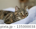 リラックスしてるキジトラ猫のアップ 135000038