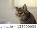 部屋で見つめるキジトラの猫 135000039