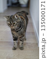 室内で考え事するキジトラ猫 135000171