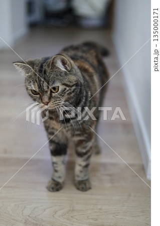 室内で考え事するキジトラ猫 室内で考え事するキジトラ猫 135000171