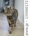 室内を自由に歩くキジトラ猫 135000172