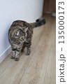部屋を歩いて横を向くキジトラ猫 135000173