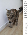 廊下を歩くキジトラ猫 135000174