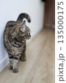 廊下で横を向くキジトラ猫 135000175