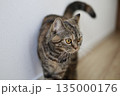 ゴールドアイを持つキジトラ猫のアップ 135000176