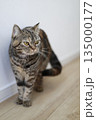 美しいスタイルのキジトラ猫 135000177