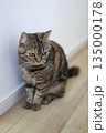 廊下でお座りする可愛いキジトラ猫 135000178