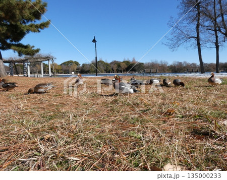 ヒドリガモ(水元公園) 135000233