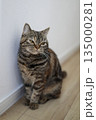 少し眠そうなブリティッシュショートヘアーの猫 135000281
