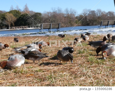 ヒドリガモ(水元公園) 135000286