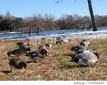 ヒドリガモ(水元公園) ヒドリガモ(水元公園) 135000287