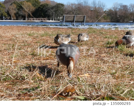 ヒドリガモ(水元公園) ヒドリガモ(水元公園) 135000293