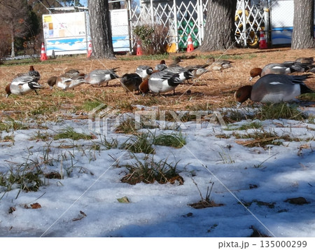 ヒドリガモ(水元公園) 135000299