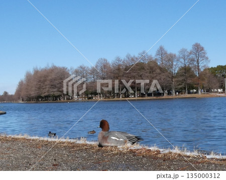 ヒドリガモ(水元公園) ヒドリガモ(水元公園) 135000312