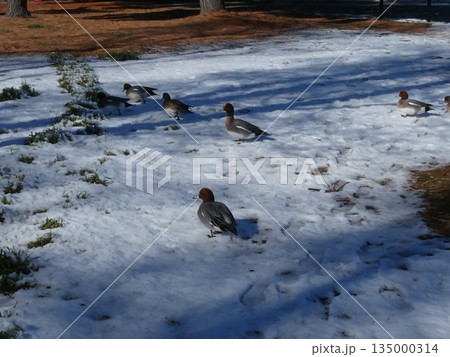 ヒドリガモ(水元公園) 135000314